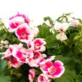 Geranium of de Pelargonium is een ideale plant voor in bloembakken.