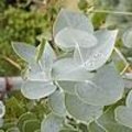 Eucalyptus als tropische plant die snel groeit in de tuinen en goed gedijt in ons klimaat