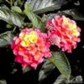 Lantana camara: wisselbloem, bourbontje of verkleurbloem met exotische bloemen