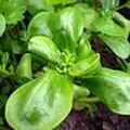Postelein - Portulaca oleracea: zaaien, opkweken en oogsten van postelein in de tuin