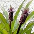 Eucomis of ananasplant / kuiflelie: mooie soorten zoals Eucomis 'Sparkling Burgundy', Eucomis pole-evansii,...