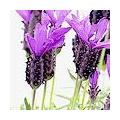 Lavandula stoechas / vlinderlavendel - kuiflavendel - Franse lavendel: snoeien, stekken, soorten,...
