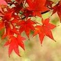 Prachtige herfstkleuren in oktober met de verkleurende bladeren van allerlei loofbomen.