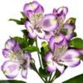 Alstroemeria Hawaiian Dream is een incalelie met zeer grote bloemen