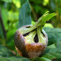 De lekkere vruchten van Mispel of Mespilus germanica