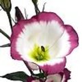 Nieuwe cultivars van snijbloemen: Alstroemeria Himalaya - Eustoma russellianum ‘Adom Red Picotee’ - Rosa Zazu