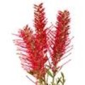 Grevillea ‘Misty Red’ als rode exotische snijbloem