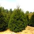 Picea abies of fijnspar is de meest verkochte kerstboom