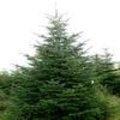 Soorten kerstbomen: Abies nordmanniana of de Nordmann-spar