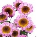 Chrysanthemum Madiba Sambu Eye: een nieuwe snijchrysant
