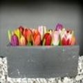 Tulpen in bonte kleuren
