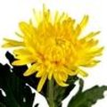 Chrysanthemum Fuego Yellow als nieuwe snijbloem