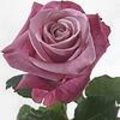 Rosa Deep Water: een grootbloemige retro-roos met verschillende troeven