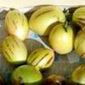 Pepino of meloenpeer - Solanum muricatum Aiton