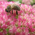 2010 Internationaal jaar van de Biodiversiteit: Bijen helpen.