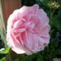 Rosa 'Giardina': een doorbloeiende, lekker geurende klimroos