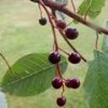 Prunus padus of inheemse vogelkers
