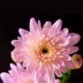 Snijchrysanten Chrysanthemum