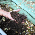 Composteren in een wormenbak