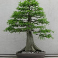 Welke bonsai kiezen: verschillende stijlen van bonsai