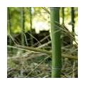 Bamboe in de tuin
