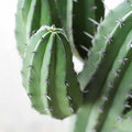 Cactus als kamerplant - woonplant van de maand juni