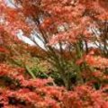 Herfstkleuren in de tuin met esdoorn of Acer