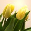 Bloemstuk met Franse tulpen: Lente in een vaas