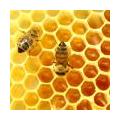 De honingbij… anders bekeken