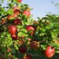 Appeltips: Soorten appelbomen in de tuin planten