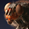 steken huisvliegen of stalvliegen - Stomoxys calcitrans en Musca domestica