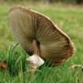 Foto's van paddenstoelen in de herfst