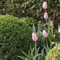 Buxus de groene tuintopper van april