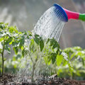 Hoeveel water heeft je tuin nodig?