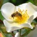 Homemade honing uit eigen tuin
