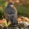 Roofvogels van bij ons