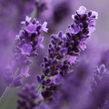 Lavendeltips en weetjes