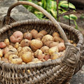 Waarom aardappelen geen dikmakers zijn
