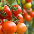 Tomaten zaaien: hoe ga je te werk?