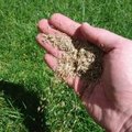 Kies het juiste grasmengsel voor uw gazon