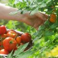 Zaadvaste, hybride of geënte tomaten