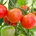 zelf tomaten kweken