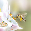 Hoe help je bijen in jouw tuin: weetjes en tips