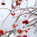 Bloemen en bessen in de sneeuw