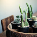 Cactussen en vetplanten correct verzorgen