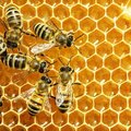 De Amerikaanse vuilbroedziekte van de honingbij