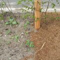 Ecologisch mulchen met Strovan geperst tarwestro
