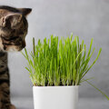 Eetbare planten voor jouw huisdier