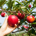 Fruit voor beginners: appels, peren, pruimen, kersen
