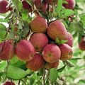 4 tips om fruit te bewaren